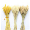 Real Wheat Ear Flowers Rabbit Tail Grass Dried Flowers